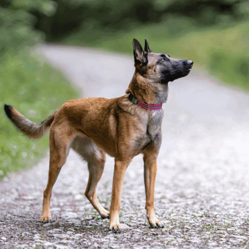 Collier pour chien antidérapant (Rose, S-M) - Photo 3
