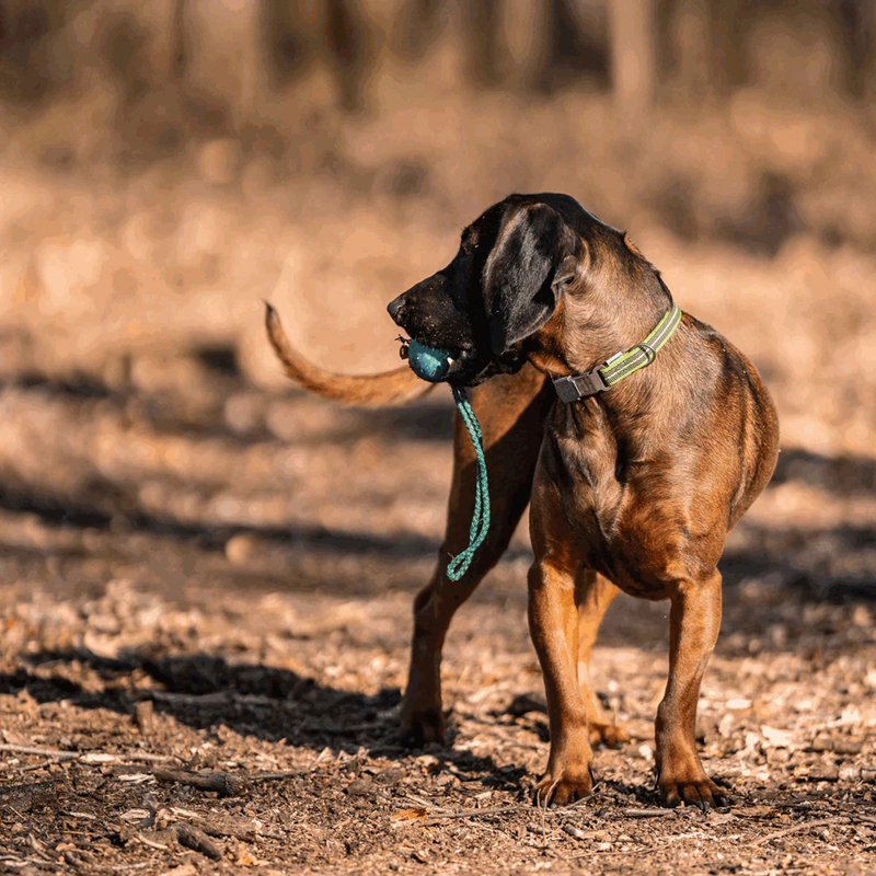 Collier pour chien antidérapant (Vert, S-M) - Photo 2