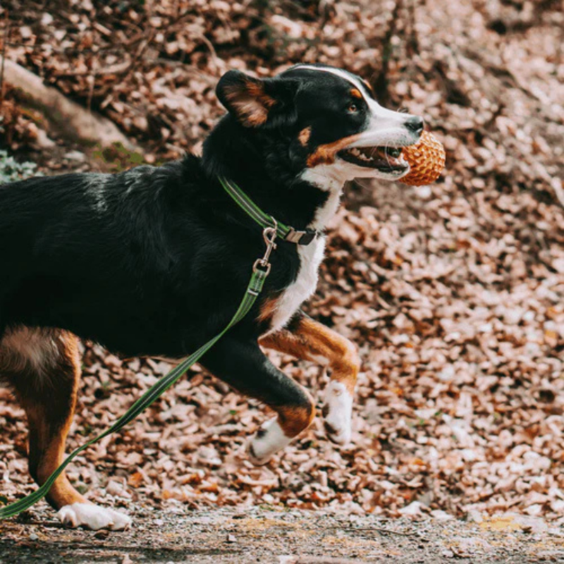 Collier pour chien antidérapant (Vert, S-M) - Photo 3