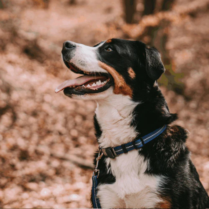 Collier pour chien antidérapant (Bleu, S-M) - Photo 3