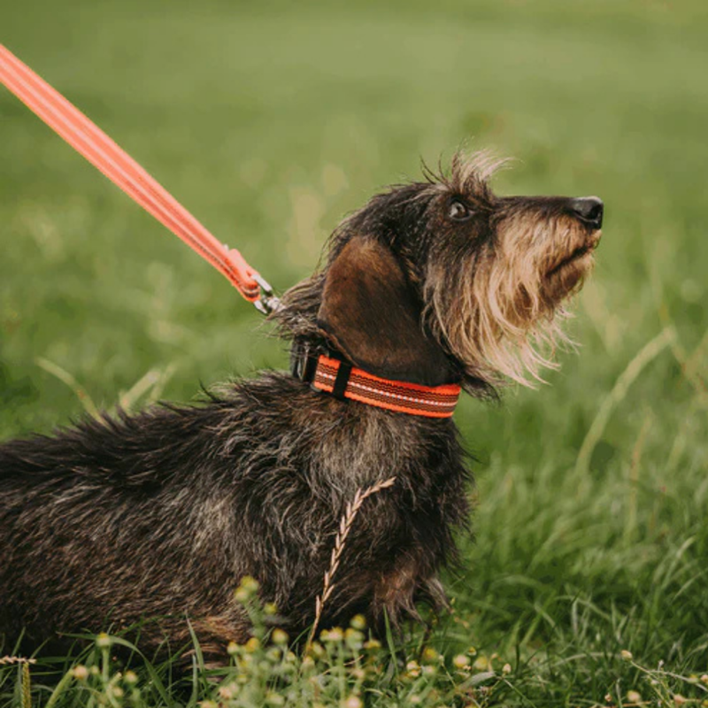 Collier pour chien antidérapant (Orange, S-M) - Photo 2
