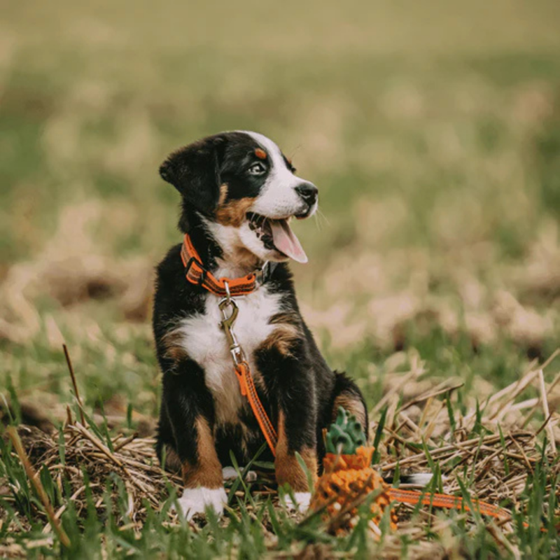 Collier pour chien antidérapant (Orange, S-M) - Photo 3