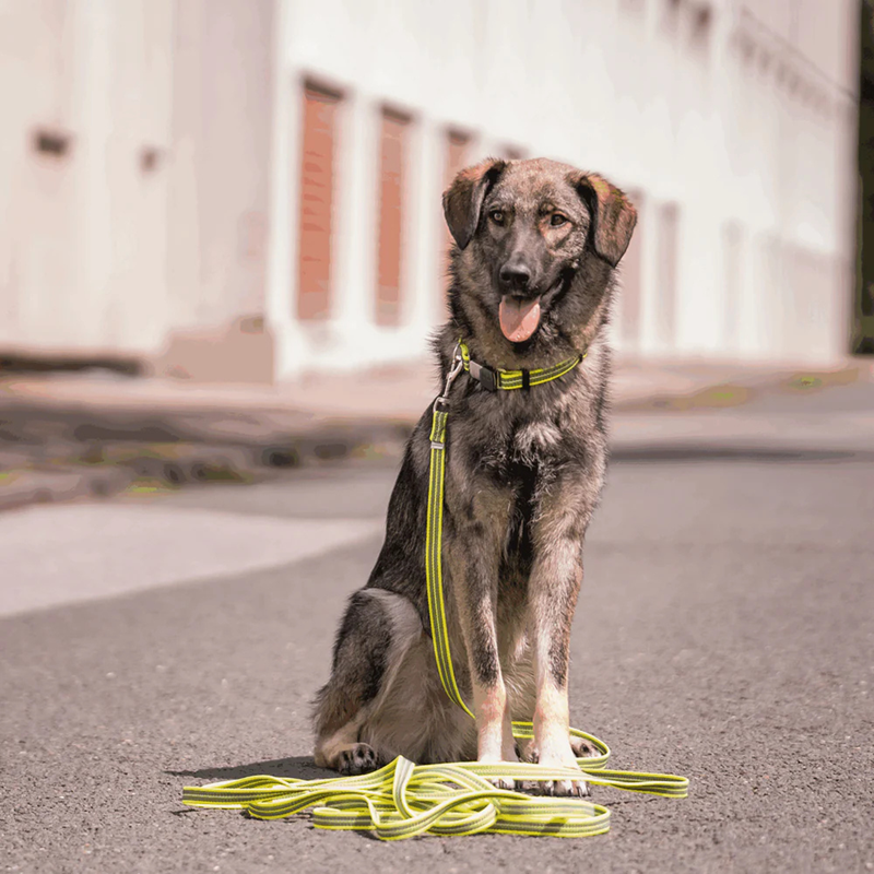 Collier pour chien antidérapant (Jaune, S-M) - Photo 3