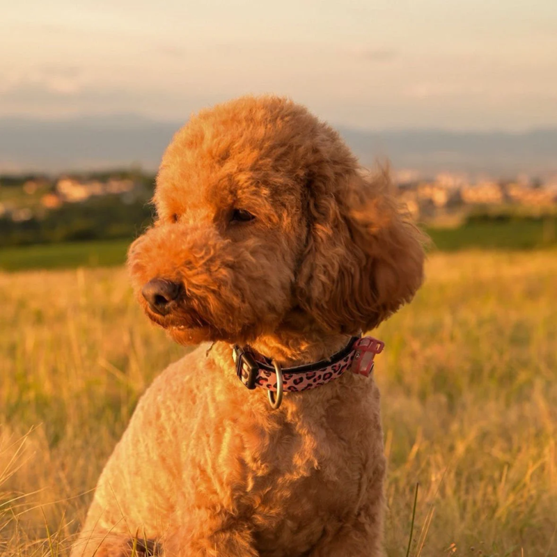 Anti-tique et puce à ultrason pour chien MINI (Jade) - Photo 4