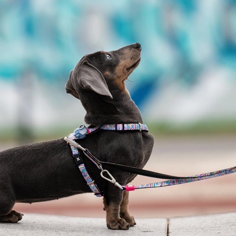 Anti-tique et puce à ultrason pour chien MINI (Jade) - Photo 5
