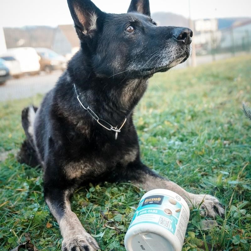 Complément alimentaire pour chien santé des articulations - Agil TABS (110 g) - Photo 4
