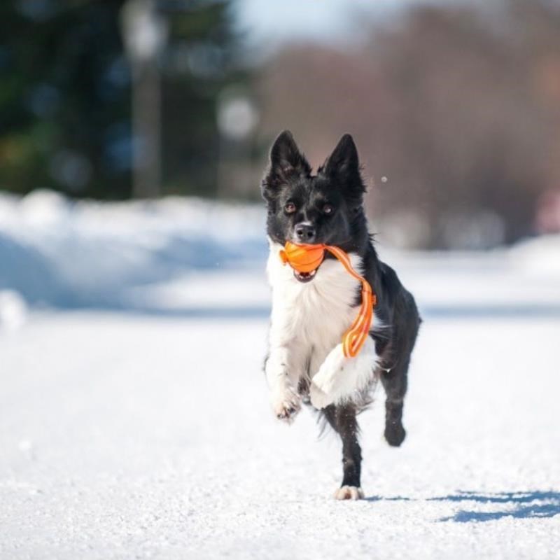 Balle en mousse avec ruban pour chien (5 cm) - Photo 3