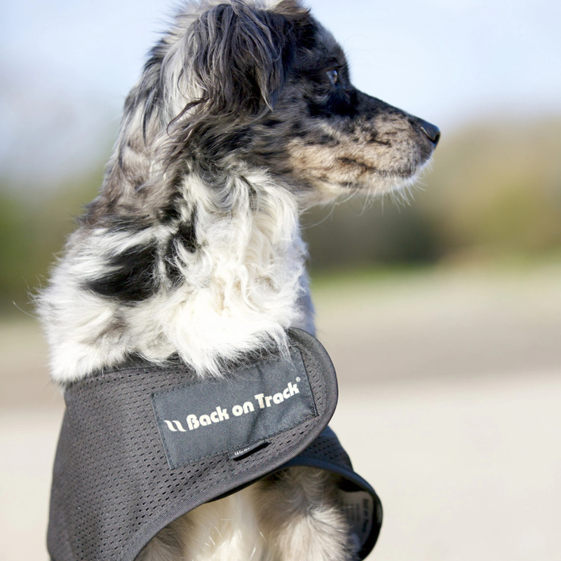 Manteau filet Hugo pour chien (S) - Photo 2