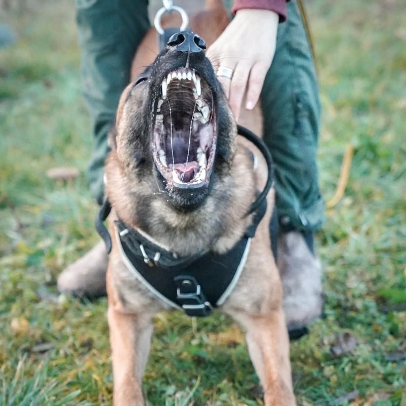 Harnais de motivation avec plastron pour chien (L) - Photo 5