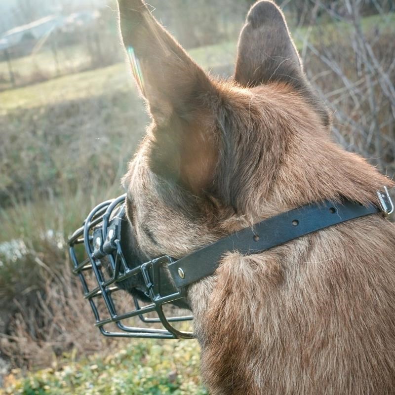 Muselière corbeille métal caoutchouté noir (Malinois femelle) - Photo 2