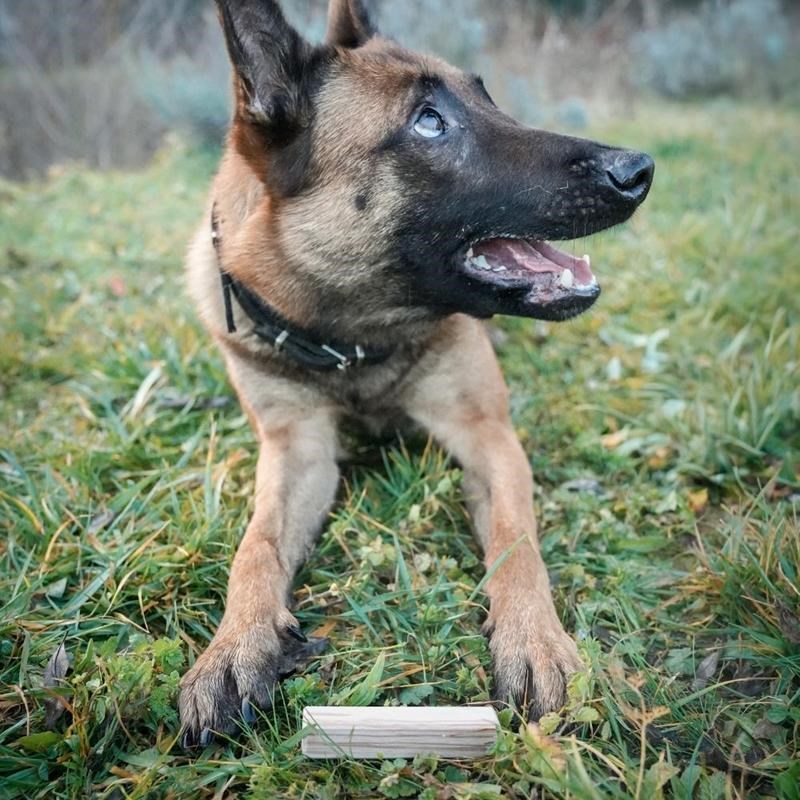 Bois d'identification pour chien - Photo 4