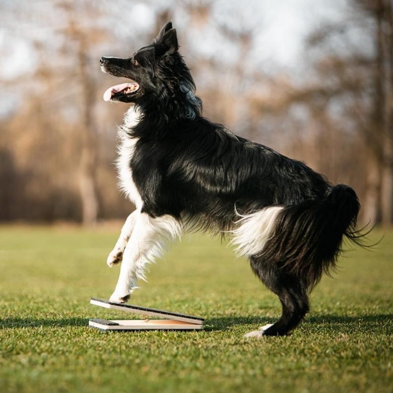Cible WoodDog avec suspension pour chien - Photo 14