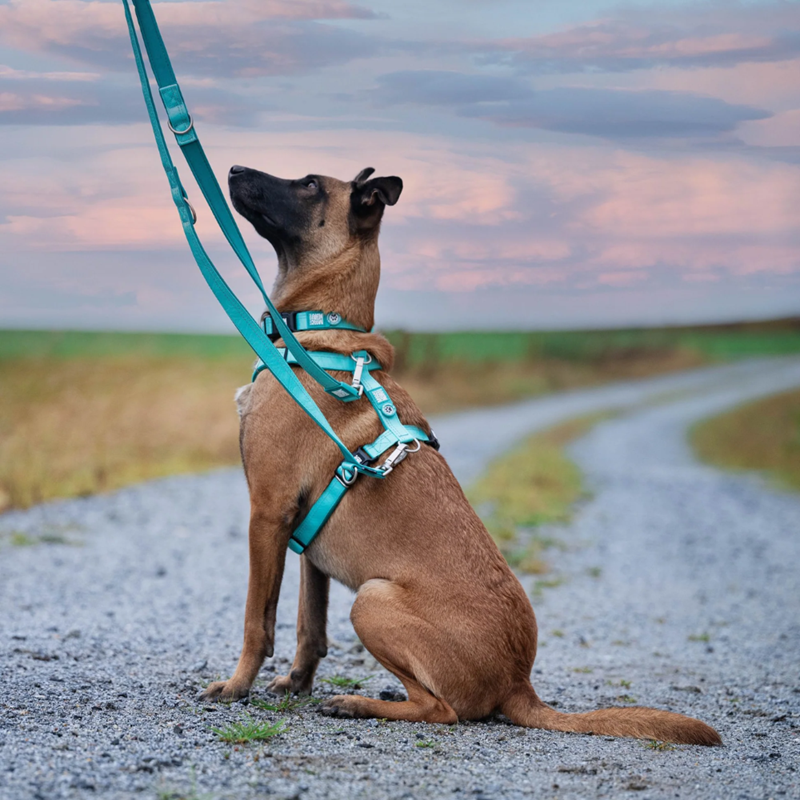 Laisse multi-fonction pour chien Matrix 2.0 (Fleur de cerisier, L, 1,6 m) - Photo 8