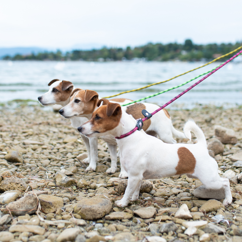 Laisse en corde 2en1 - pour chien (Vert, 1,8 m) - Photo 4