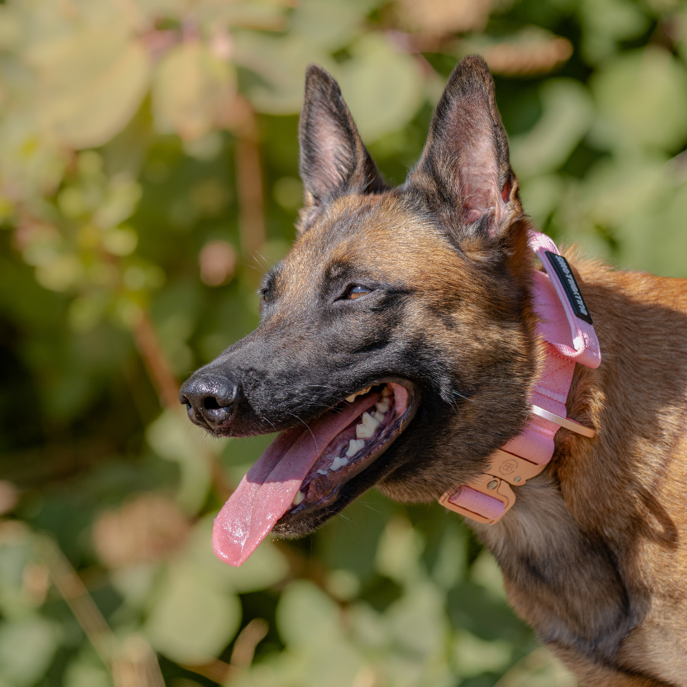 chien et coup de chaleur