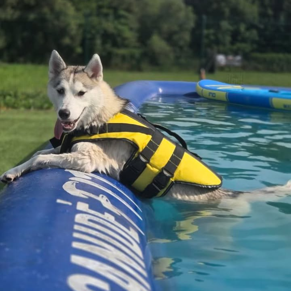 chien et coup de chaleur