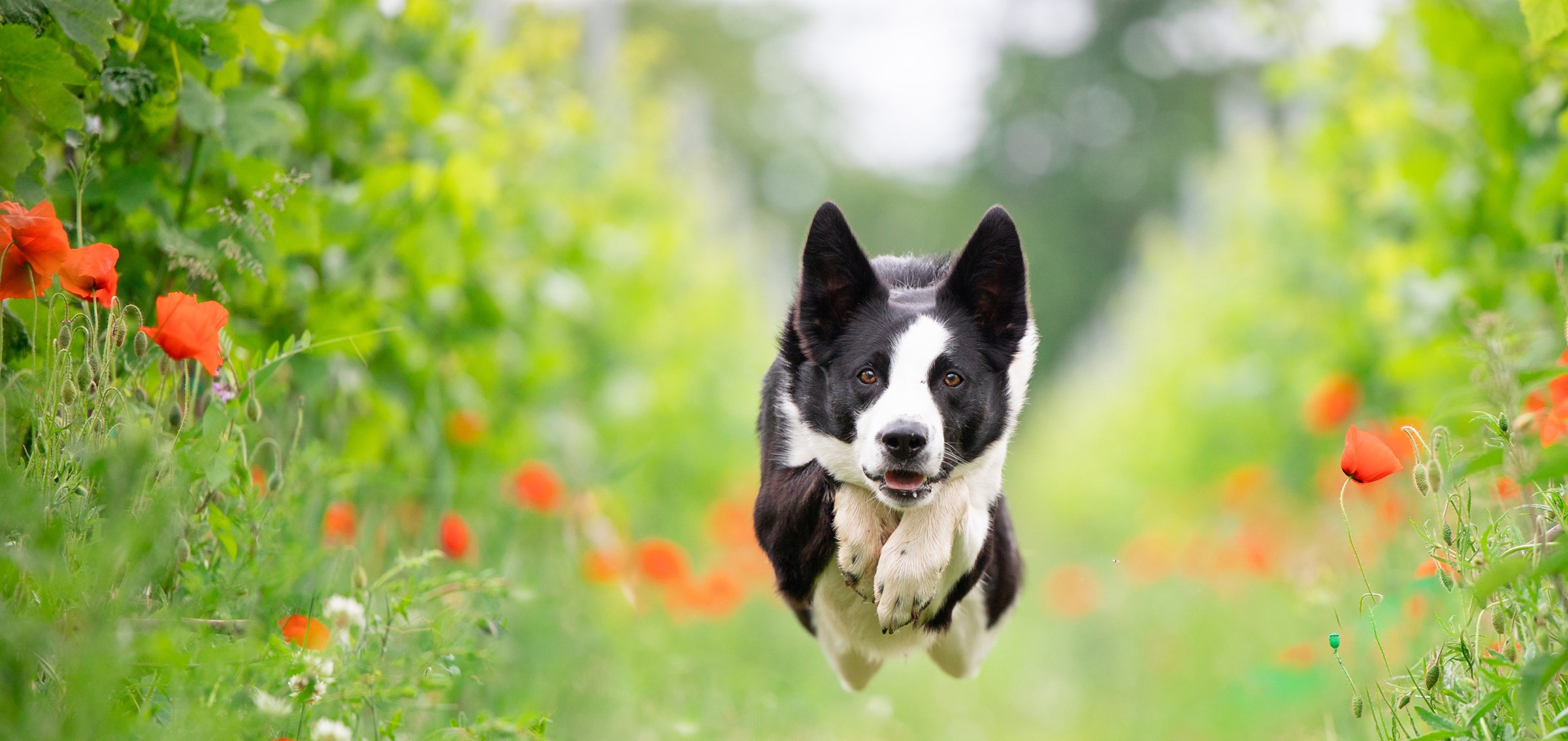 <h1>La boutique experte pour chien et chat</h1>