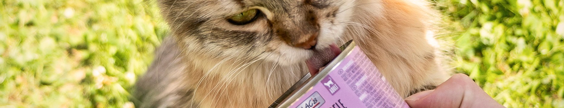 <h1>Alimentation&amp;nbsp;<span class="surTitre">pour chat</span> </h1>