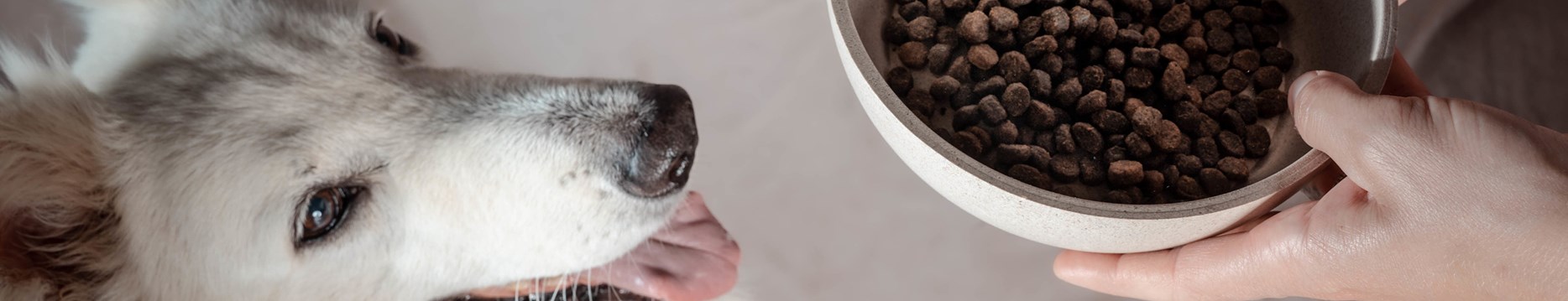 <h1>Alimentation&amp;nbsp;<span class="surTitre">pour chien</span> </h1>