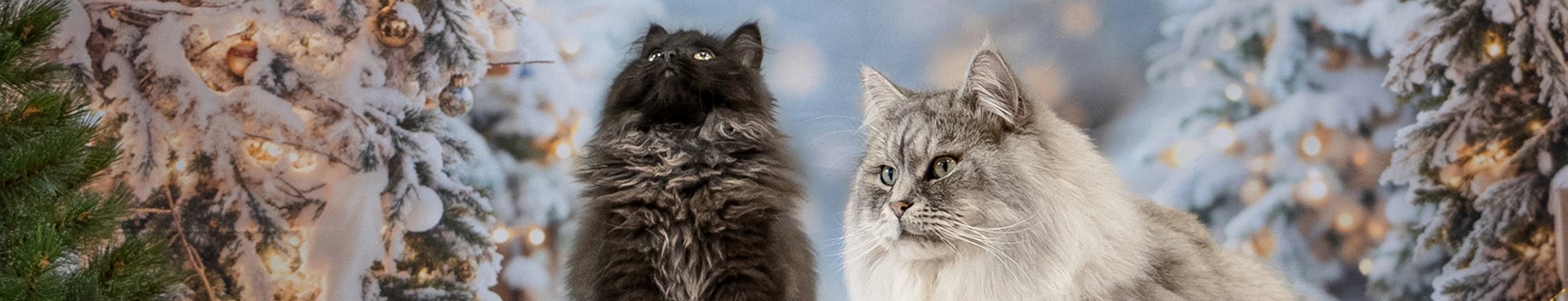 <h1>Chats</h1>