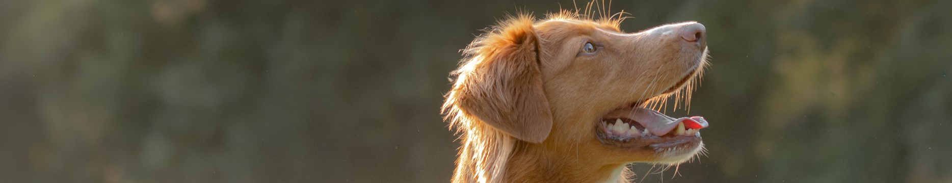 <h1>Chiens</h1>