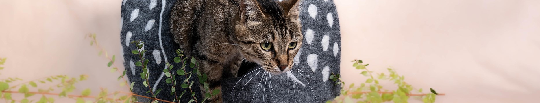 <h1>Couchage et arbres &amp;agrave; chat</h1>