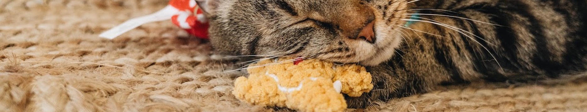 <h1>Jouets <span class="surTitre">pour chat</span> </h1>