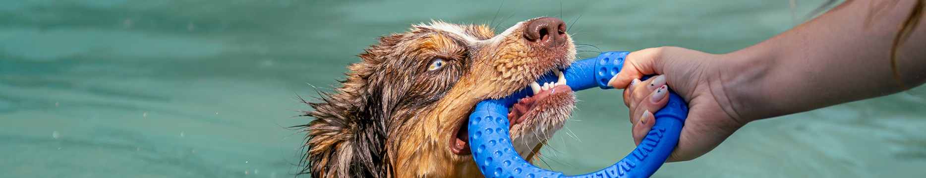 <h1>Jouets <span class="surTitre">pour chien</span> </h1>
