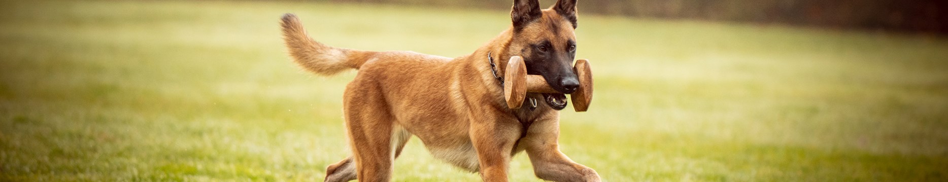 <h1>Sport canin</h1>